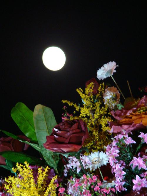 月光花朵风景